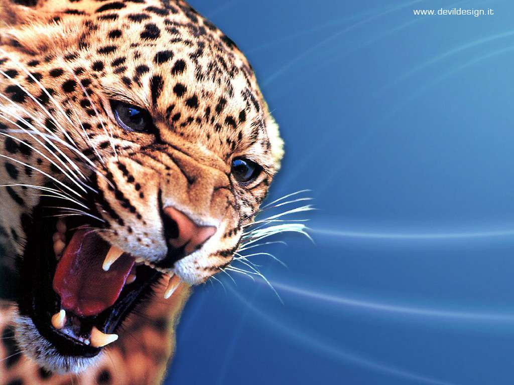 Jaguar1024 copia